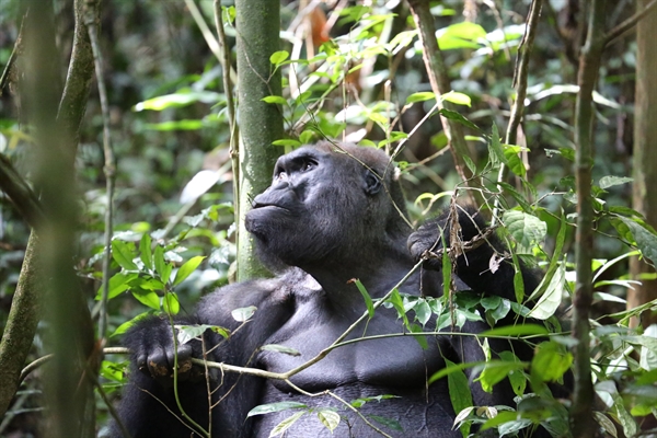 Silverback Gorilla Celebrates 40th Birthday In Congo Rainforest Newsroom [ 400 x 600 Pixel ]