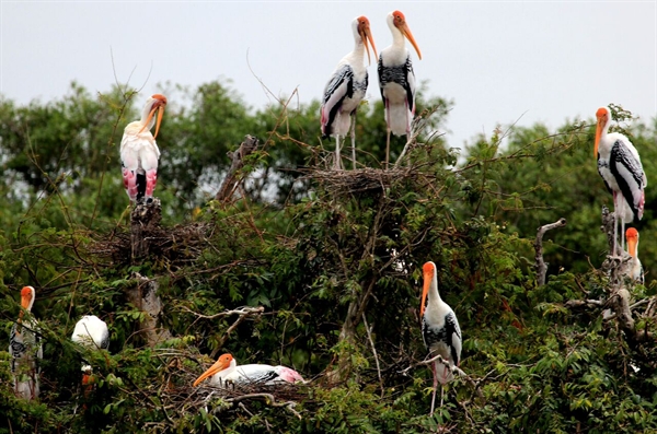 Cambodian Critters Part II- Bat Country ⋆ Cambodia News English