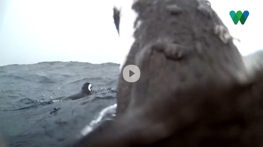 penguin cam underwater