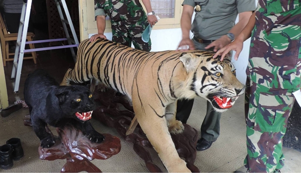 Two held for trading in tiger claws in Chamarajanagar