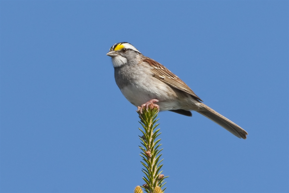 Birds and Rural Sprawl: New study finds that bird communities in two ...