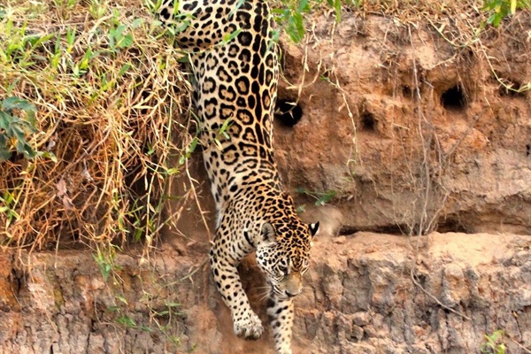 Assessing the Challenges and Opportunities for Jaguar Conservation