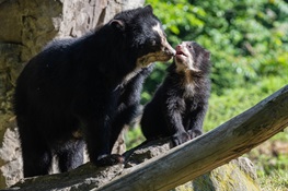 Three Andean Bear Cubs Debut at the Queens Zoo