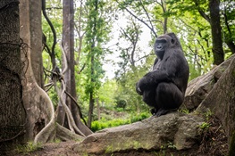 The Bronx Zoo Celebrates 25 Years of Congo Gorilla Forest