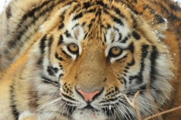 Good News for Wild Tigers