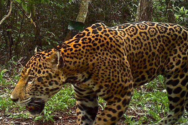 More Trees, Fewer Cows: Protecting Guatemala’s Maya Biosphere Reserve for People and Wildlife 