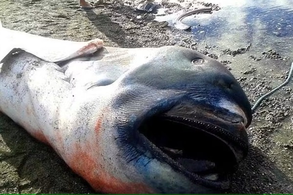 Rare Megamouth Shark Found in East Africa for the First Time
