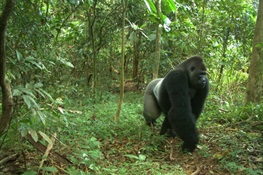 A New Hope for the World’s Most Endangered Gorilla