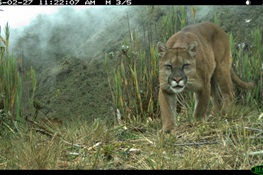 WCS Scientists Provide More than 50K Camera Trap Images for Massive Study on Amazon Wildlife (English, Spanish and Portuguese)