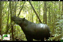 September 16 - Study: A Lifeline for Sumatran Rhinos (Updated) 