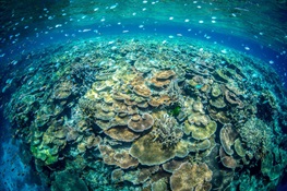 New Science Shows Connected Coral Reef “Hope Spots” Can Shelter Ocean Biodiversity Despite Climate Change