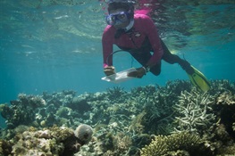 New Climate Stress Index Model Challenges Doomsday Forecasts for World’s Coral Reefs