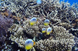 April 8--Recipe for Saving Coral Reefs: Add More Fish