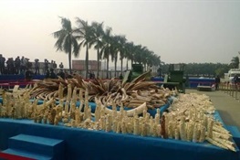 China Announcement of Domestic Ivory Ban in 2017 - English Translation