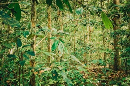 New Study Reveals Uniqueness of Naturally Occurring Monodominant Forests in Congo