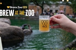 Cheers to 125 Years! Brew at the Zoo Returns to Celebrate Milestone
