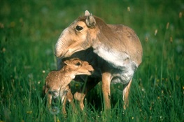 Massive Mysterious Spring Die-off Kills More Than 50 Percent of the Global Population of Saiga in Two Weeks