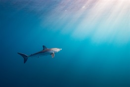 The Dos and Don’ts on Communicating About Sharks  For SHARK WEEK and BEYOND   (Spanish and French)