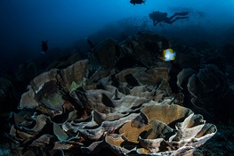 Study Identifies Reefs with Potential to Survive Climate Change’s Impacts