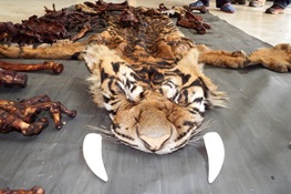 August 13 -Tiger Poachers and Dealer Busted In Indonesia 