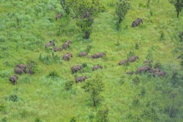 TRUMPETING SUCCESS FOR ELEPHANTS: WCS and Partners Have Registered  Zero Cases of Elephant Poaching in Mozambique’s Niassa Reserve for a Full Year
