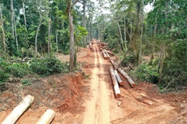 Study Documents Impacts of Selective Logging and Associated Disturbance on Intact Forest Landscapes and Wildlife of Northern Congo
