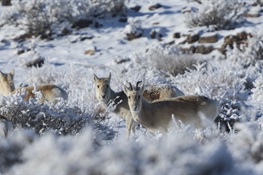 Mongolia’s Dzud Is a Severe Winter Weather Disaster Affecting People and Wildlife