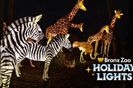 ’Tis the Season (Almost)! NYC’s Must-See Holiday Tradition, Bronx Zoo Holiday Lights, Will Return in November With New Lanterns and Interactive Light Experiences