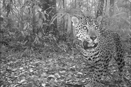 Jaguars Receive Further Protection Under Convention of Migratory Species