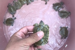 Twenty-Three Royal Turtles hatch on Cambodia's Sre Ambel River – more than the three previous years combined