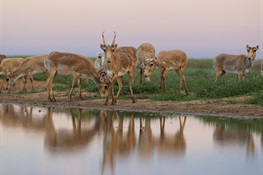 “Unprecedented Conservation Triumph”: Saiga Antelope Reclassified From ‘Critically Endangered’ to ‘Near Threatened’ in the IUCN Red List of Threatened Species