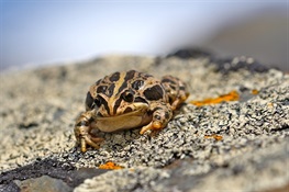 NEW STUDY: Frogs of the high Andes More Resilient To Chytrid Fungus Than Previously Thought