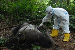 Study: Community-based wildlife carcass surveillance is key for early detection of Ebola virus in Central Africa