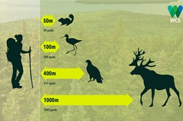 Keeping Social Distance (From Wildlife)
