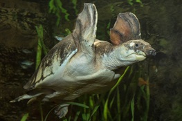 Talking Turtles II: WCS Discovers More Turtles that Talk