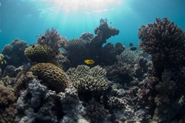 Scientists Discover Balance of Thermal Energy and Low Climate Stress Drive Coral Species Diversity 