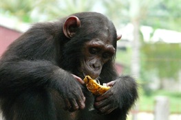 Least Known Chimpanzee Threatened by Climate Change