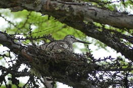 WCS Releases First-Ever Video of Extremely Rare Bird on Nest