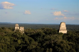 Forests of Mesoamerica’s Selva Maya are Staging an Inspiring Comeback (English and Spanish)
