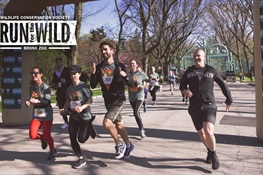 16th Annual WCS Run For The Wild to Protect Iconic Snow Leopards & Other Wildlife