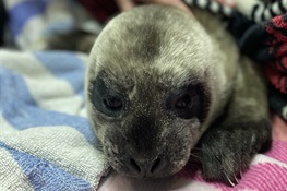 Harbor Seal Rescued on West Coast Gets Second Chance at New York Aquarium