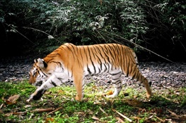 REPORT: Survival of Myanmar Endangered Species Relies on Sustainable Protected Areas