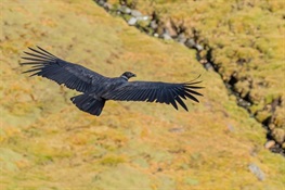 International Vulture Awareness Day News (English and Spanish)