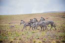 Amazing Video Shows Recent Release of Zebras to Tanzanian Highlands After Nearly 50-Year Absence