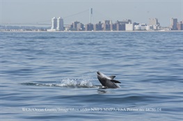 The New York – New Jersey Harbor Estuary is a Dining Hotspot During Summer and Autumn Months for Bottlenose Dolphins 