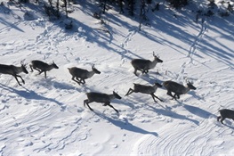 MAPPING A FUTURE FOR ONTARIO’S CARIBOU