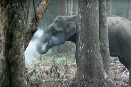 VIDEO: “Smoke-Breathing” Elephant Stumps Scientists