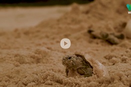 VIDEO: WCS Scientists Document World’s Largest Hatching of Baby Turtles (English, Spanish, and Portuguese)