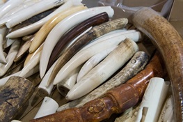 WCS EU Congratulates Belgium for Moving Closer to Closing its Domestic Ivory Market (English and French)
