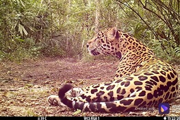 “Talkative” Jaguar Lounges in Front of Hidden Camera (English and Spanish News Releases)